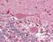 G Protein-Coupled Receptor 88 antibody, 51-247, ProSci, Immunohistochemistry frozen image 