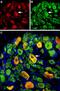 Acid Sensing Ion Channel Subunit 3 antibody, GTX54807, GeneTex, Immunohistochemistry frozen image 