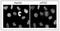 Pogo Transposable Element Derived With ZNF Domain antibody, GTX00892, GeneTex, Immunocytochemistry image 
