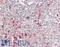 CD86 antibody, LS-B13922, Lifespan Biosciences, Immunohistochemistry paraffin image 