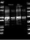 Protein A antibody, orb344224, Biorbyt, Western Blot image 