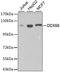 DExD/H-Box Helicase 58 antibody, MBS125909, MyBioSource, Western Blot image 