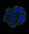 Transmembrane Serine Protease 3 antibody, LS-C162043, Lifespan Biosciences, Immunofluorescence image 