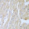 Ubiquitin Conjugating Enzyme E2 L3 antibody, A01832, Boster Biological Technology, Immunohistochemistry frozen image 
