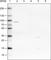 Cysteinyl-tRNA synthetase, cytoplasmic antibody, AMAb90971, Atlas Antibodies, Western Blot image 