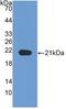 Neuropilin 1 antibody, abx131786, Abbexa, Western Blot image 