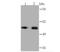 Meis Homeobox 1 antibody, NBP2-66944, Novus Biologicals, Western Blot image 