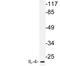 IL-4 antibody, LS-C177563, Lifespan Biosciences, Western Blot image 