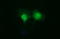 Indoleamine 2,3-Dioxygenase 1 antibody, LS-C174764, Lifespan Biosciences, Immunofluorescence image 