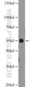 Apoptosis Inhibitor 5 antibody, 25689-1-AP, Proteintech Group, Western Blot image 