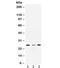 Sorcin antibody, R32428, NSJ Bioreagents, Western Blot image 