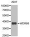 DDB1 And CUL4 Associated Factor 7 antibody, PA5-77024, Invitrogen Antibodies, Western Blot image 