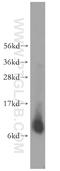 NADH:Ubiquinone Oxidoreductase Subunit B1 antibody, 16902-1-AP, Proteintech Group, Western Blot image 