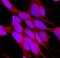 Serine/Threonine Kinase 4 antibody, AF4939, R&D Systems, Immunofluorescence image 
