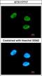 G-Patch Domain And KOW Motifs antibody, GTX117717, GeneTex, Immunofluorescence image 