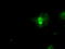 Protein SSX2 antibody, TA500618, Origene, Immunofluorescence image 