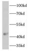 Transmembrane Protein 120A antibody, FNab08748, FineTest, Western Blot image 