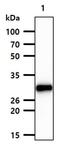 Natural Cytotoxicity Triggering Receptor 1 antibody, NBP1-04311, Novus Biologicals, Western Blot image 