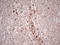 Indoleamine 2,3-Dioxygenase 2 antibody, LS-C790992, Lifespan Biosciences, Immunohistochemistry paraffin image 