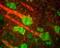 Neurofilament Medium antibody, GTX30441, GeneTex, Immunohistochemistry frozen image 