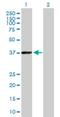 Phytanoyl-CoA 2-Hydroxylase antibody, H00005264-B01P, Novus Biologicals, Western Blot image 