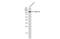 Complement Factor B antibody, GTX103570, GeneTex, Western Blot image 