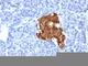 Insulin antibody, V2636-100UG, NSJ Bioreagents, Flow Cytometry image 