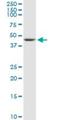 Transducin beta-like protein 2 antibody, H00026608-B01P, Novus Biologicals, Western Blot image 