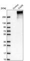 Calcium Sensing Receptor antibody, NBP2-38622, Novus Biologicals, Western Blot image 