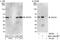 SET And MYND Domain Containing 2 antibody, NBP1-50043, Novus Biologicals, Immunoprecipitation image 