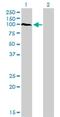 Protocadherin Alpha Subfamily C, 2 antibody, H00056134-M03, Novus Biologicals, Western Blot image 