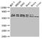 Acyl-CoA Dehydrogenase Family Member 9 antibody, CSB-PA887999EA01HU, Cusabio, Western Blot image 