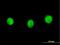 SP110 Nuclear Body Protein antibody, H00003431-M03, Novus Biologicals, Immunocytochemistry image 