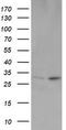 OTU Deubiquitinase, Ubiquitin Aldehyde Binding 1 antibody, M04361-1, Boster Biological Technology, Western Blot image 