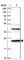 Deoxythymidylate Kinase antibody, HPA042593, Atlas Antibodies, Western Blot image 