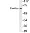 Paxillin antibody, LS-C292244, Lifespan Biosciences, Western Blot image 