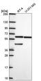 Kelch Like Family Member 12 antibody, HPA071324, Atlas Antibodies, Western Blot image 
