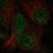 WDFY Family Member 4 antibody, NBP1-90743, Novus Biologicals, Immunofluorescence image 