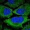 Kelch Like Family Member 9 antibody, NBP2-56152, Novus Biologicals, Immunofluorescence image 