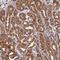HAUS Augmin Like Complex Subunit 2 antibody, NBP1-89895, Novus Biologicals, Immunohistochemistry frozen image 