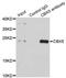 Chromobox 5 antibody, LS-C331259, Lifespan Biosciences, Immunoprecipitation image 