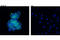 Janus Kinase 3 antibody, 8827P, Cell Signaling Technology, Immunofluorescence image 
