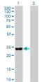MAX Interactor 1, Dimerization Protein antibody, H00004601-M08, Novus Biologicals, Western Blot image 