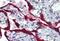 Fibrillin 1 antibody, MBS245640, MyBioSource, Immunohistochemistry paraffin image 