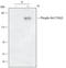 Ret Proto-Oncogene antibody, AF5009, R&D Systems, Western Blot image 