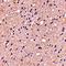 ELOVL Fatty Acid Elongase 6 antibody, orb74978, Biorbyt, Immunohistochemistry paraffin image 