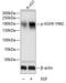 EGFR antibody, AE00213, Aeonian Biotech, Western Blot image 