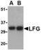 Fas Apoptotic Inhibitory Molecule 2 antibody, TA306043, Origene, Western Blot image 