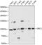 Origin Recognition Complex Subunit 1 antibody, 15-710, ProSci, Western Blot image 