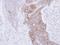 RAB3C, Member RAS Oncogene Family antibody, GTX108610, GeneTex, Immunohistochemistry paraffin image 